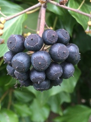 Hedera canariensis