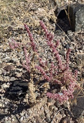 Halogeton glomeratus
