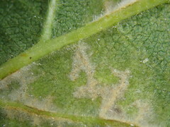 Epitrimerus gibbosus