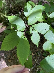 Castanea dentata