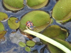 Coleomegilla occulta