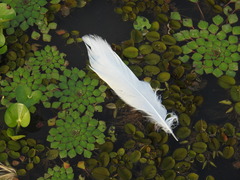 Ardea alba