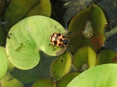Coleomegilla occulta