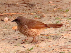 Turdoides hartlaubii