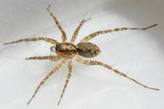 Pardosa milvina