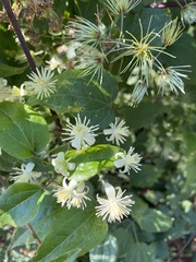 Clematis vitalba