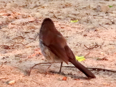 Turdoides hartlaubii