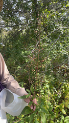 Scrophularia marilandica