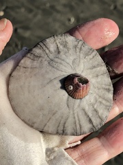 Paraconcavus pacificus