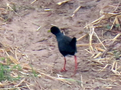 Zapornia flavirostra