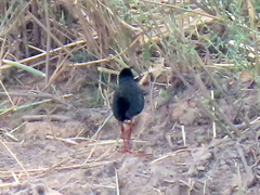 Zapornia flavirostra