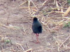 Zapornia flavirostra