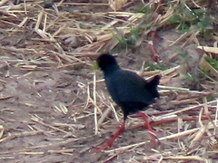 Zapornia flavirostra