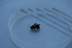 Andrena cyanura