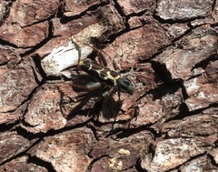 Neoclytus conjunctus