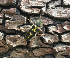 Neoclytus conjunctus