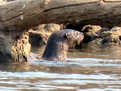 Hydrictis maculicollis