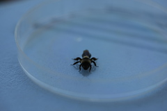 Andrena cyanura