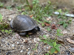 Terrapene carolina major