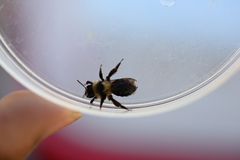 Andrena cyanura