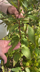 Scrophularia marilandica