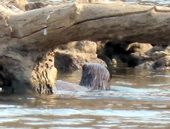 Hydrictis maculicollis