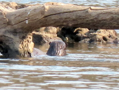 Hydrictis maculicollis