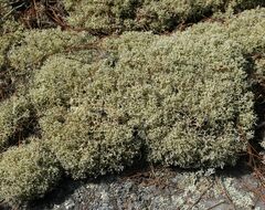 Cladonia uncialis