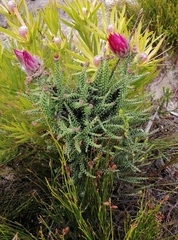 Phaenocoma prolifera