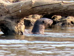 Hydrictis maculicollis