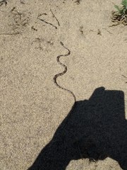 Trimorphodon lyrophanes