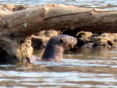 Hydrictis maculicollis