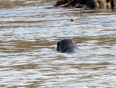 Hydrictis maculicollis