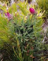 Phaenocoma prolifera