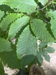Castanea dentata