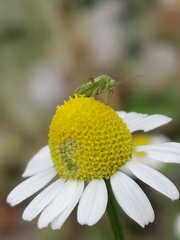 Taylorilygus apicalis