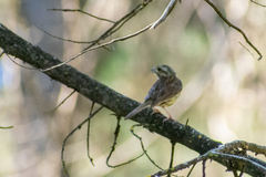 Emberiza cirlus