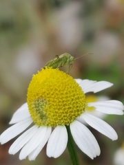 Taylorilygus apicalis