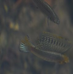 Poecilia latipinna