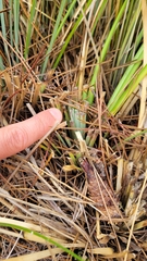 Xerophyllum tenax