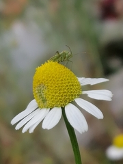 Taylorilygus apicalis