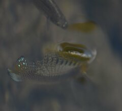 Poecilia latipinna