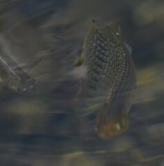 Poecilia latipinna