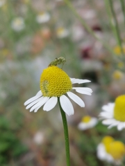 Taylorilygus apicalis