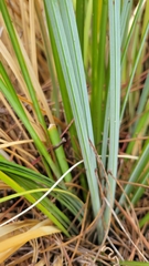Xerophyllum tenax