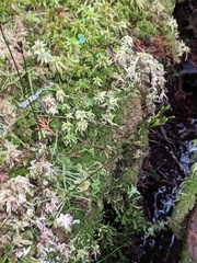 Drosera rotundifolia