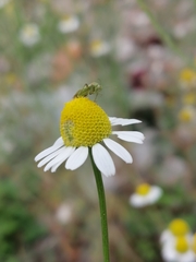 Taylorilygus apicalis