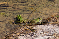 Pelophylax kurtmuelleri