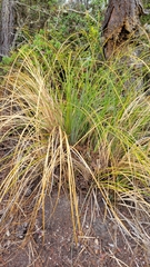 Xerophyllum tenax