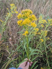 Solidago riddellii
